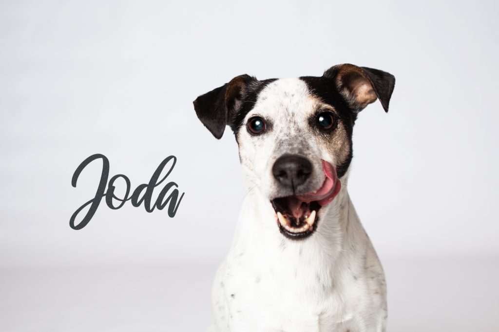 Jack Russel Terrier mit Zunge vor weißem Hintergrund