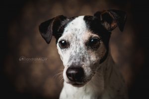 Jack Russel Terrier Portrait vor braunem Hintergrund