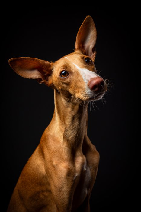 foto-Hund-Kaja-dasBildprojekt-IMG_9019